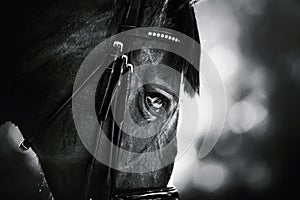 A black-and-white portrait of a beautiful horse with a dark mane and a bridle on its muzzle. Equestrian sports