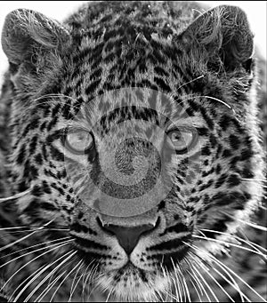 Black and white portrait of a beautiful Panther,jaquar