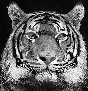 Black and white portrait of a beautiful Siberian tiger with high contrast