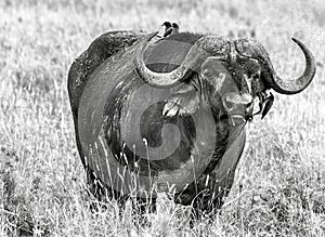 Black and white portrait of a big old african or cape buffalo.  Africa`s big 5 five animals.