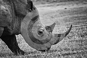 Black and white portrait of a black rhino side view