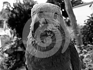 Black and white portrait of a blue fronted amazon Amazona aestiva