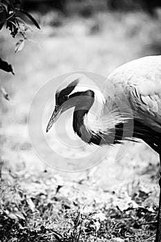 Black&white portrait of a bowed the demoiselle crane (Grus virgo)