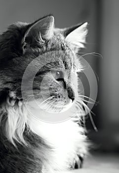 Black and white portrait of a cat on a window sill