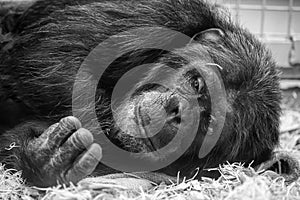 Black and white portrait of a chimpanzee