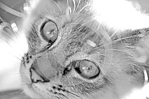 Black white portrait closeup cat eyes and face