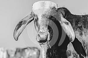 Black and white portrait of a cow