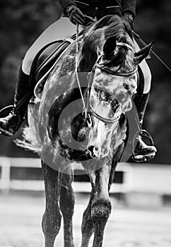 A black and white portrait of a dappled gray horse with a rider in the saddle. Riding a horse. Equestrian sports