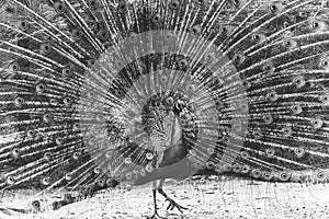 A black and white portrait of an elegant and majestic peacock spreading its tail feathers proudly. The pattern on the feathers