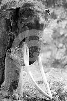 Black and White Portrait of Elephant