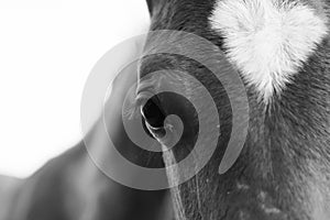 Black and white portrait of a foal close up