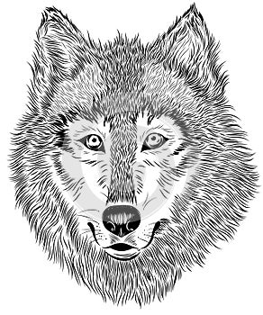 black and white portrait of furry wolf