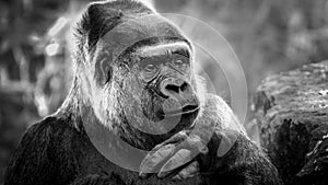 Black and white portrait of a gorilla