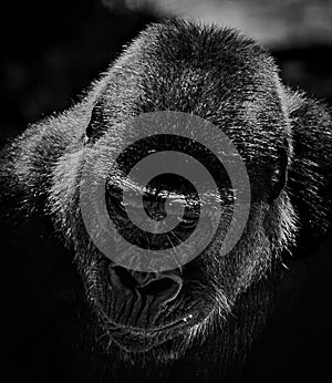 Black and white portrait of a Gorilla
