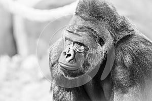 Black and White Portrait of Gorilla