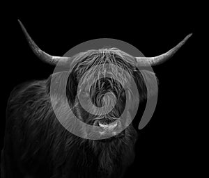 Black and white portrait of Hairy Scottish highland cattle