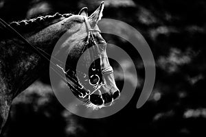 Black and white portrait of a horse with a bridle on its muzzle. Equestrian sports and horse riding. Equestrian life