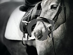 A black-white portrait of a horse with a bridle on its muzzle and a saddle and stirrup on its back. Ammunition for equestrian