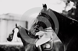 A black-and-white portrait of a horse at a competition, with midges hovering around it. Equestrian sports and horse riding.