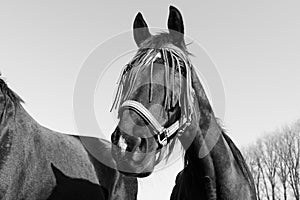 Black and white portrait of a horse with fly protection mask on the face