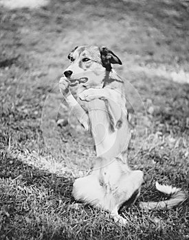 Black and white portrait of a hungry dog that asks for food, shows its front paw in its mouth