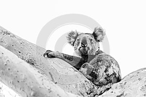 Black and white portrait of koala in gum tree