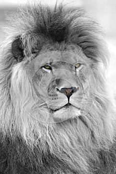 Black and white portrait of lion