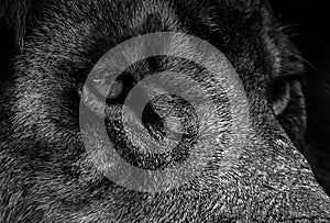 Black and white portrait of a lion. Eyes close up .Photo of the animal world