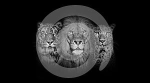 Black and white portrait of a Lion, a tiger and a leopard, together on black background