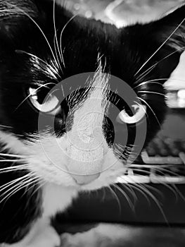 Black and white portrait of the little, cute cat on the desktop