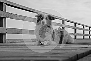 a black and white portrait of a lying australian shepherd on a wooden bridge at the sea