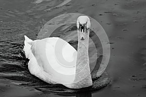 Black and white portrait of a majestic swan swimming in the Norfolk Broads