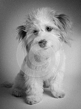 Black and white Portrait of mix breed dog- maltese mix