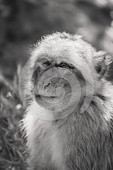 black and white portrait of a monkey in freedom in the forest of ouzoud