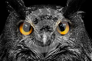 Black and white portrait owl with big yellow eyes