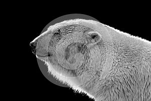 black and white portrait of a polar bear