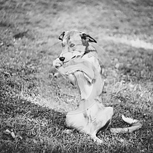 Black and white portrait of a poor dog that plaintively asks for food, sits on its hind legs and points at its mouth with its fron