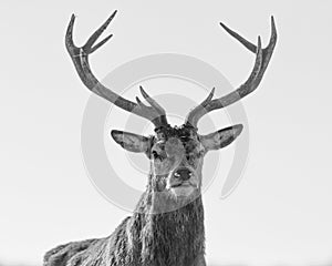 Black And White Portrait Of Red Deer Stag