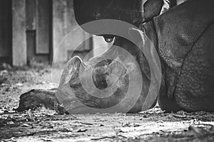 A black and white portrait of a rhino or rhinoceros lying on the ground with its head in the frame. The animal has a horn and is