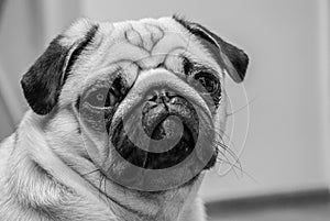 Black-and-white portrait of a serious pug