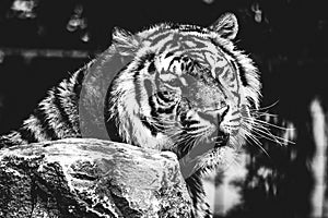 A black and white portrait of a siberian tiger lying behind a rock actively looking for some prey. The dangerous predator animal