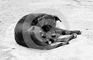 Black And White Portrait Of A Skinny And Malnourished Street Dog
