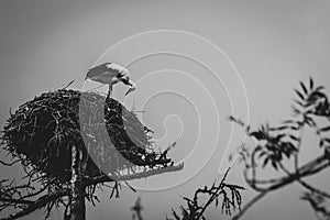 A black and white portrait of a stork standing on top of its large nest high above the ground on a pole. The large bird is looking