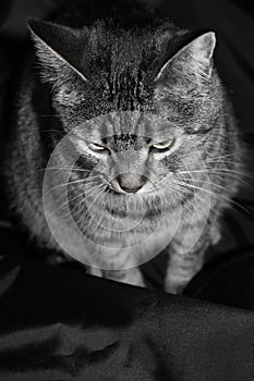 Black and white portrait. striped cat isolated on black background photo