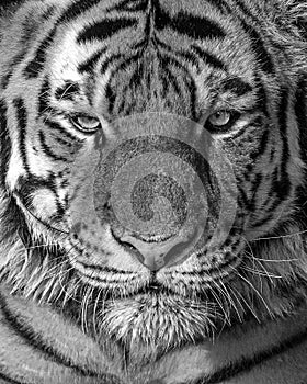 Black and White portrait of a tiger