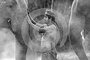 Black and white portrait Young elephant grope Holding a hook with his elephant