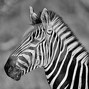 Black and White Portrait of a Zebra