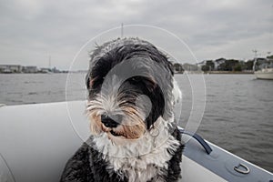 Black and white Portuguese Water Dog in a boat