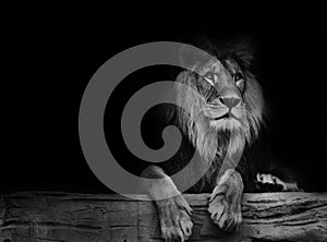 Black and white poster lion