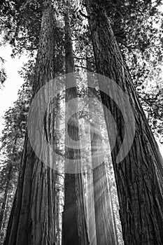 Black and White Powerful Giant Sequoia Trees with Rays of Sunlight Through Trunks in Forest